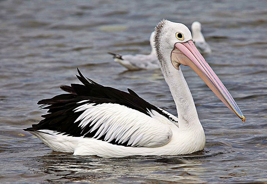 pelican, nature, wildlife, bird, outdoor, seabird, waterbird, HD wallpaper