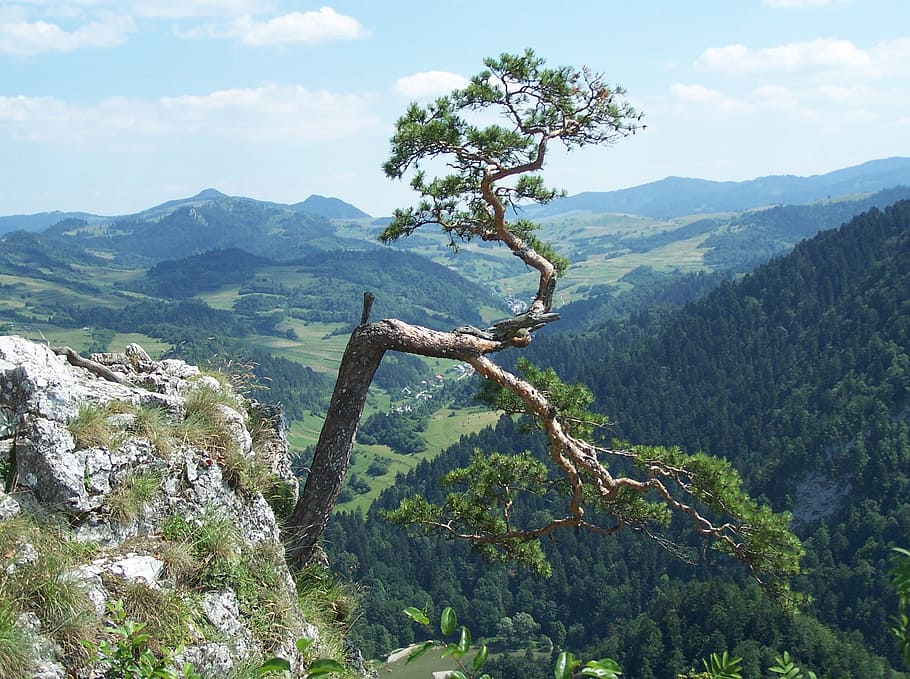 tree, mountains, tour, panorama, view, forest, green, trees HD wallpaper