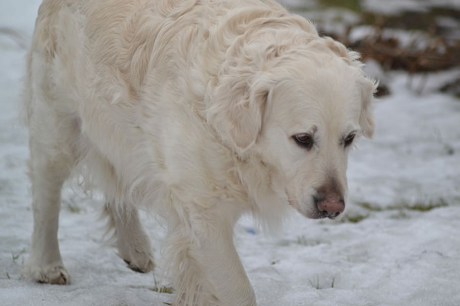 Dog, Walks, Winter, one animal, mammal, white color, animal themes HD wallpaper