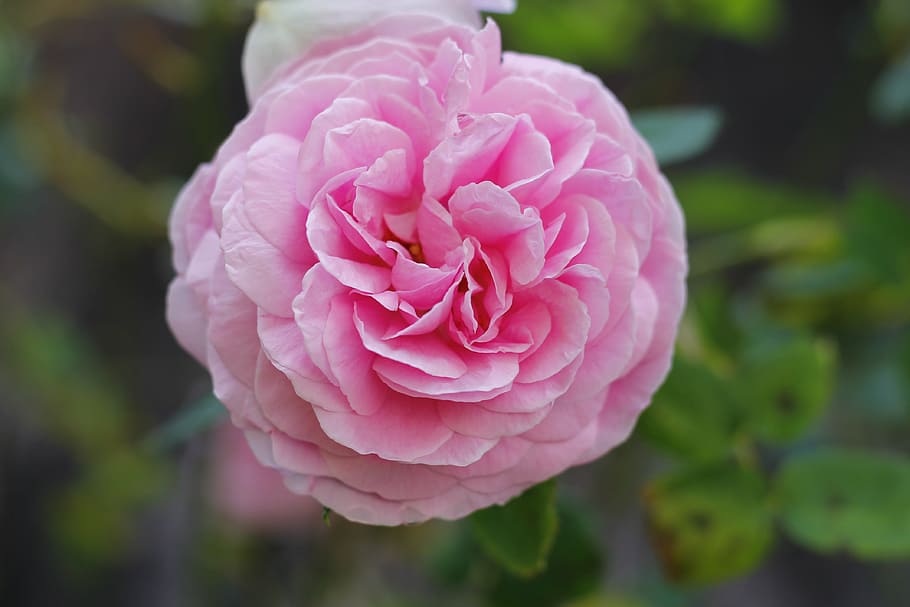 rose, nature, pink, pink color, flower, flowering plant, beauty in nature HD wallpaper