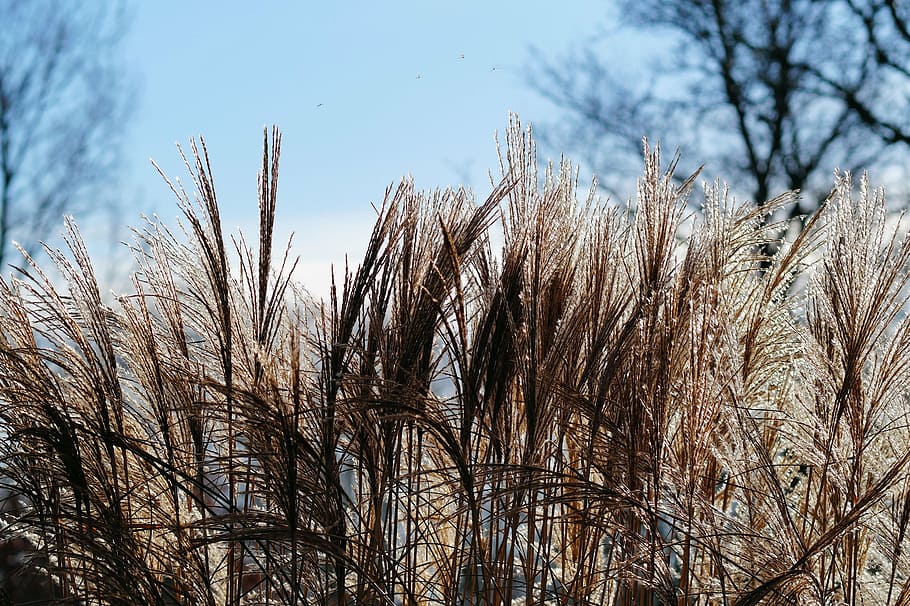 grasses, reed, plant, nature, silvery, garden, soft, close, HD wallpaper