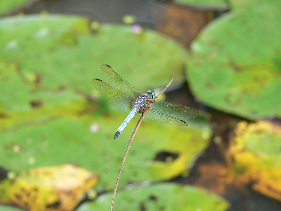 Macro, Botany, Bug, resting, insect, animal themes, animals in the wild HD wallpaper