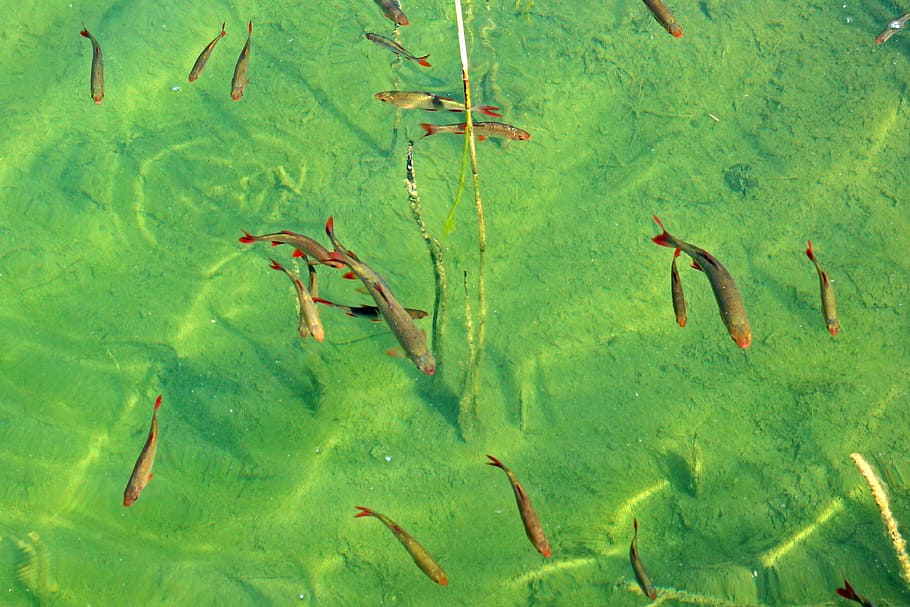 fish swarm, water, waters, lake, green color, no people, nature, HD wallpaper