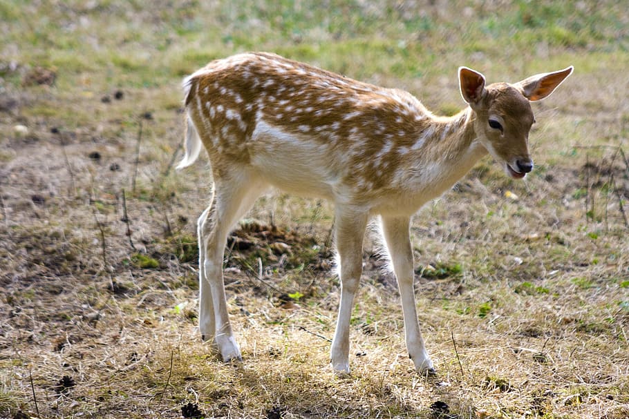 fallow deer, young, roe deer, hirsch, wild, flock, autumn forest HD wallpaper