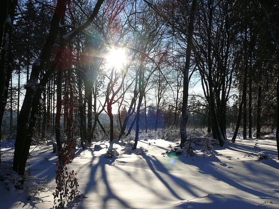 Snow, Winter, Forest, Trees, Cold, cold temperature, sunlight HD wallpaper