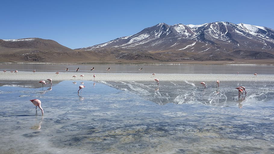 Flamingos, bird on water during daytime, mountain, rock, snow HD wallpaper