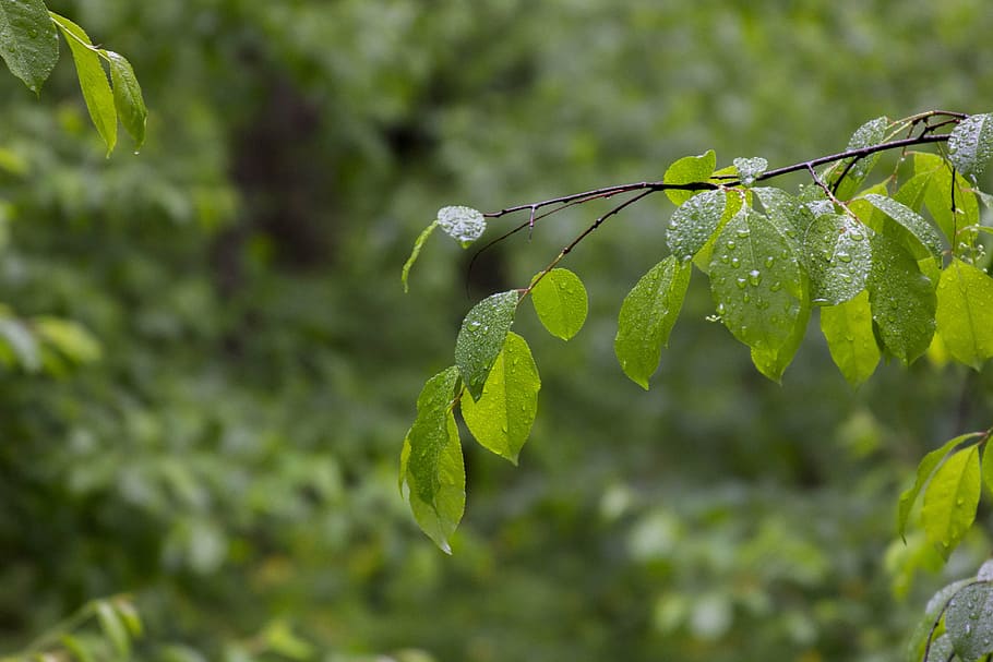 sheet, green, forest, nature, green leaves, green leaf, plant HD wallpaper