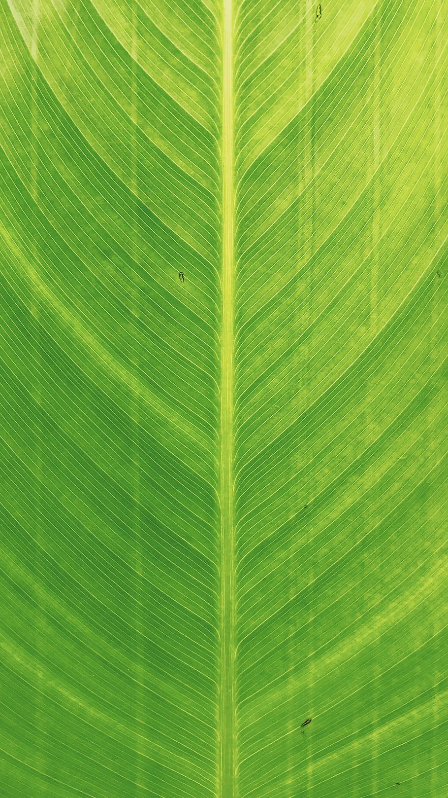 close view of green banana leaf, plant part, green color, full frame HD wallpaper