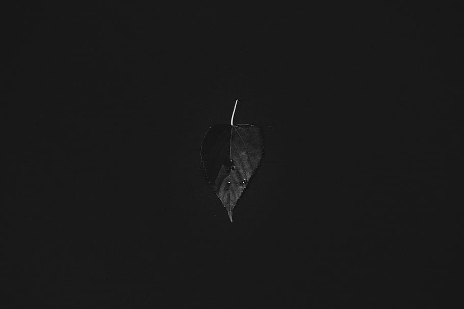 leaf, plant, nature, dark, no people, copy space, close-up HD wallpaper