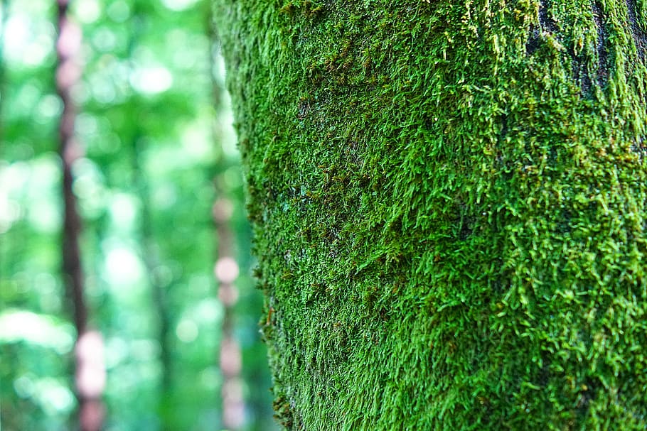 tree, foam, trunk, lichen, forest, green, wood, nature, plant HD wallpaper
