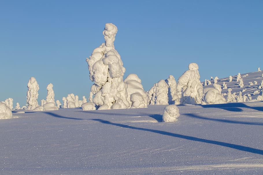 Finland, Lapland, Wintry, Winter, Tree, winter tree, cold temperature HD wallpaper