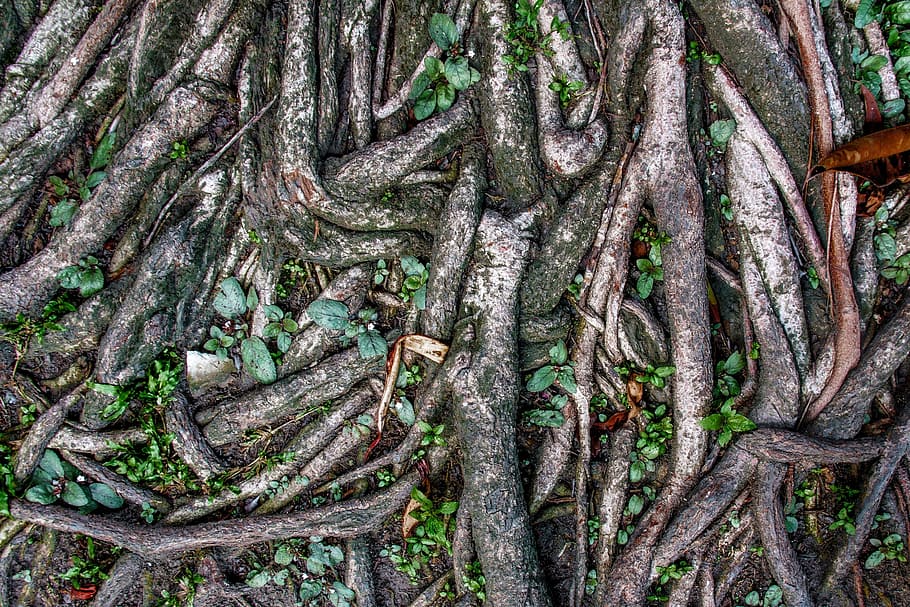 brown tree root and leaves, root wood, sai root, ton sai, plant HD wallpaper