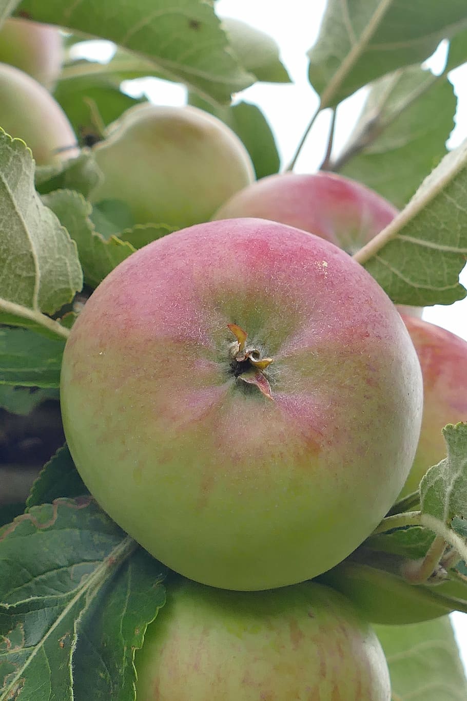 apple, tree, fruit, red, branch, close, healthy, green apple HD wallpaper
