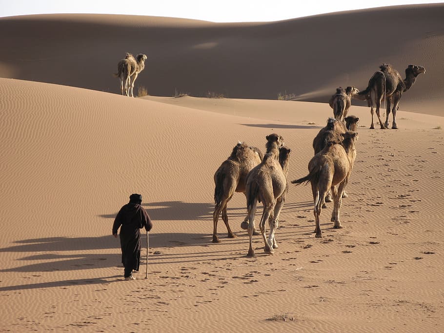 desert, camel, sand, caravan, campaign, berber, trekking, morocco HD wallpaper