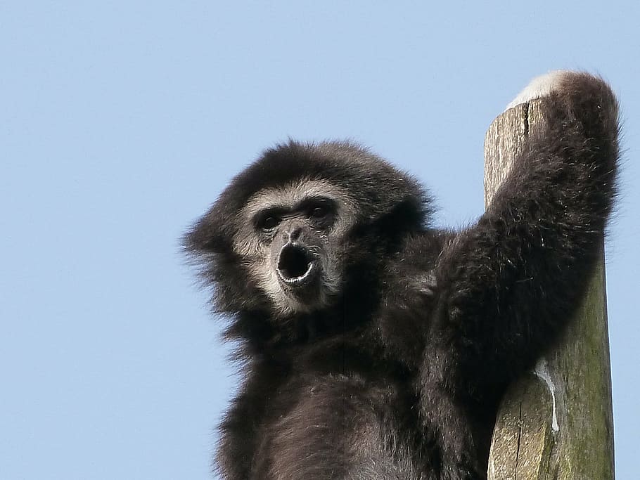 black monkey under blue sky, gibbon white hands, animals, great apes, HD wallpaper