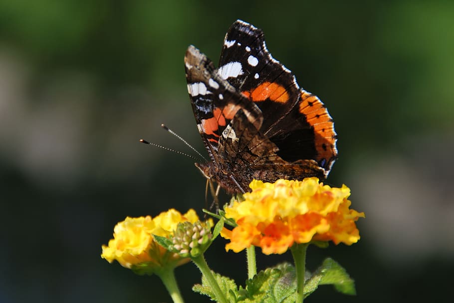 butterfly, flower, insect, macro, invertebrate, animal wildlife HD wallpaper