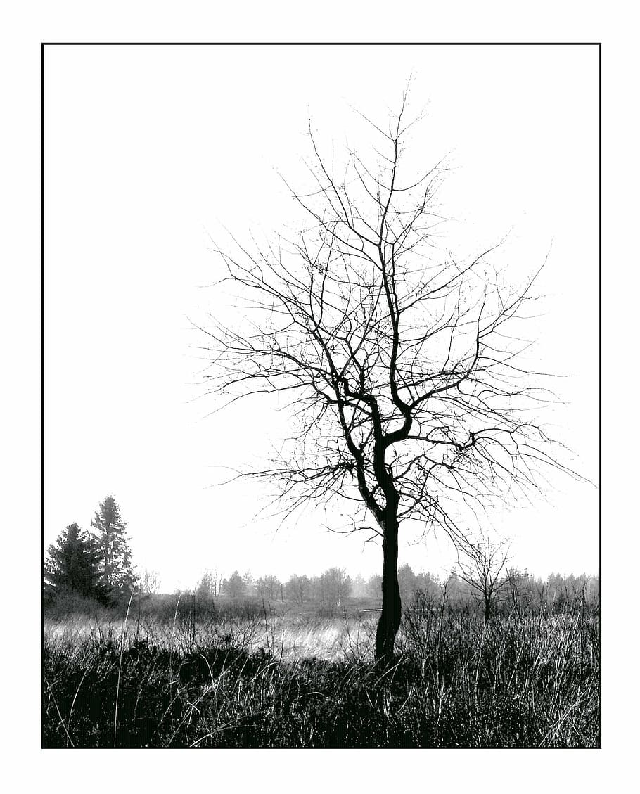 withered tree on body of water photo, winter, white, sky, individually HD wallpaper