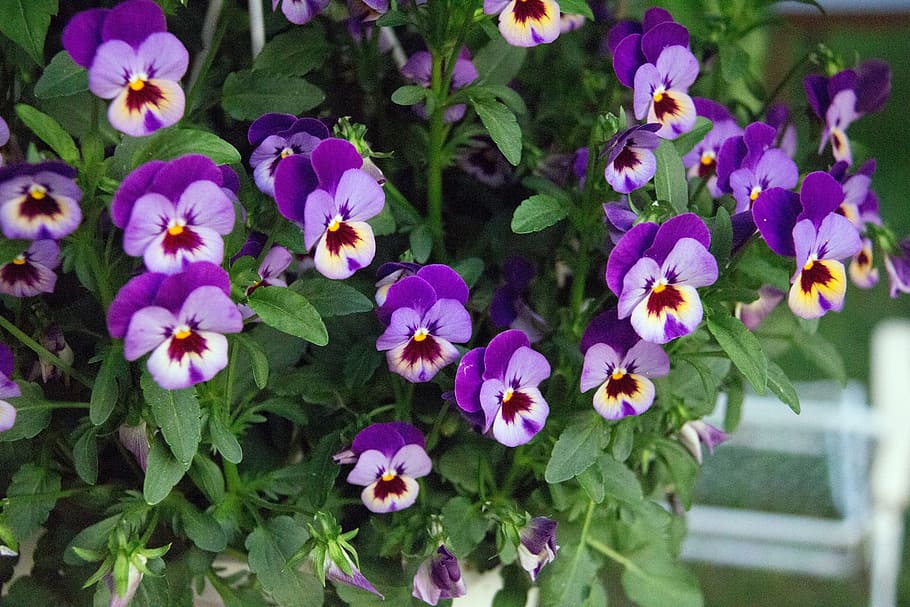 Flower, Pansy, Purple, nature, plant, summer, outdoors, flowerbed HD wallpaper