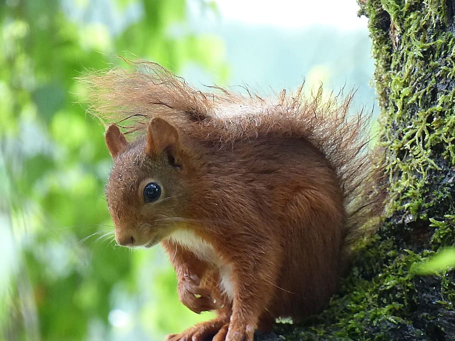 Squirrel, Nature, Animal, Cute, Nager, wildlife photography