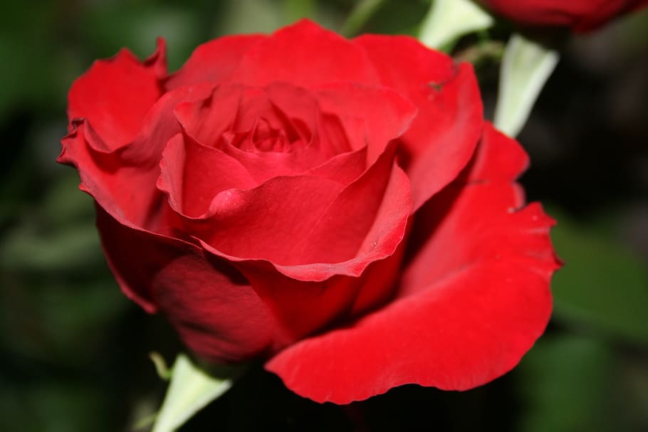 selective focus photography of red rose flower, pink, gift HD wallpaper
