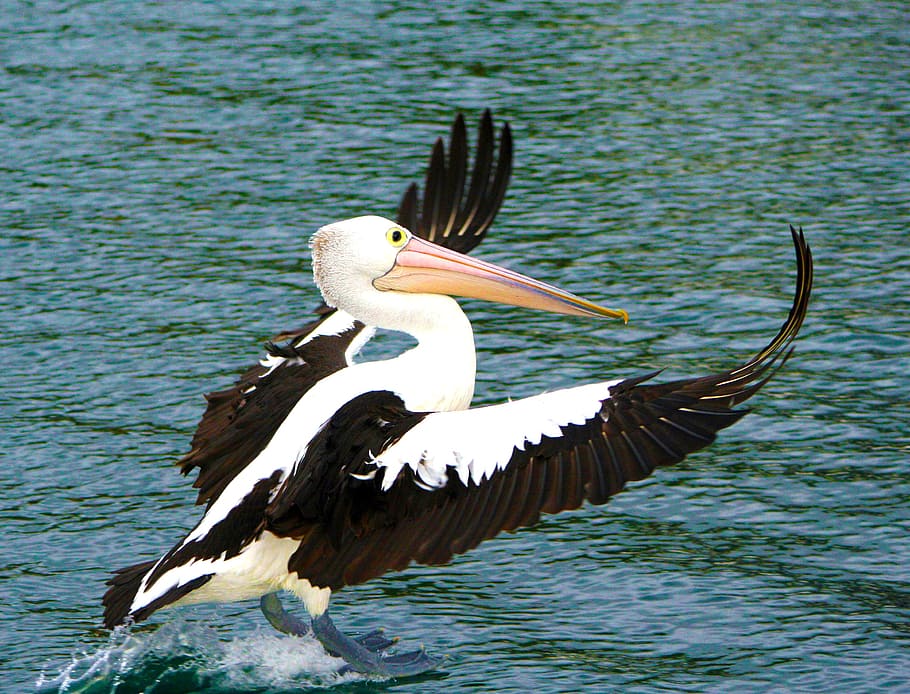 pelican, bird, nature, water, animals in the wild, animal themes HD wallpaper