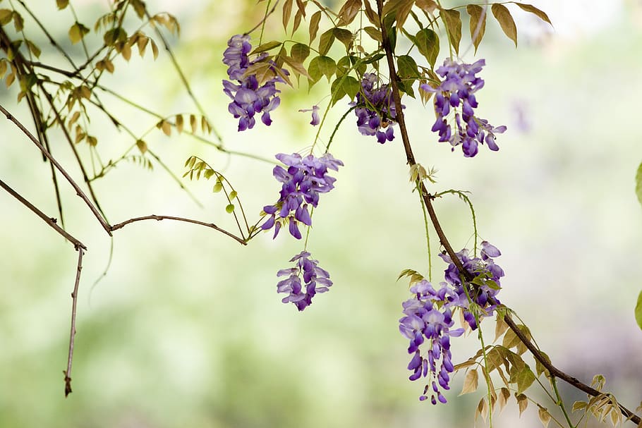 Flower, Wisteria, Spring, purple, nature, beauty in nature HD wallpaper