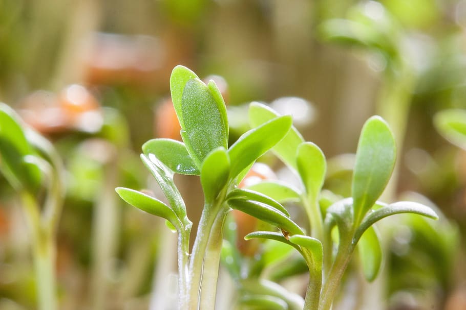 green leaf plants during daytime, cress, seedling, fresh germs, HD wallpaper