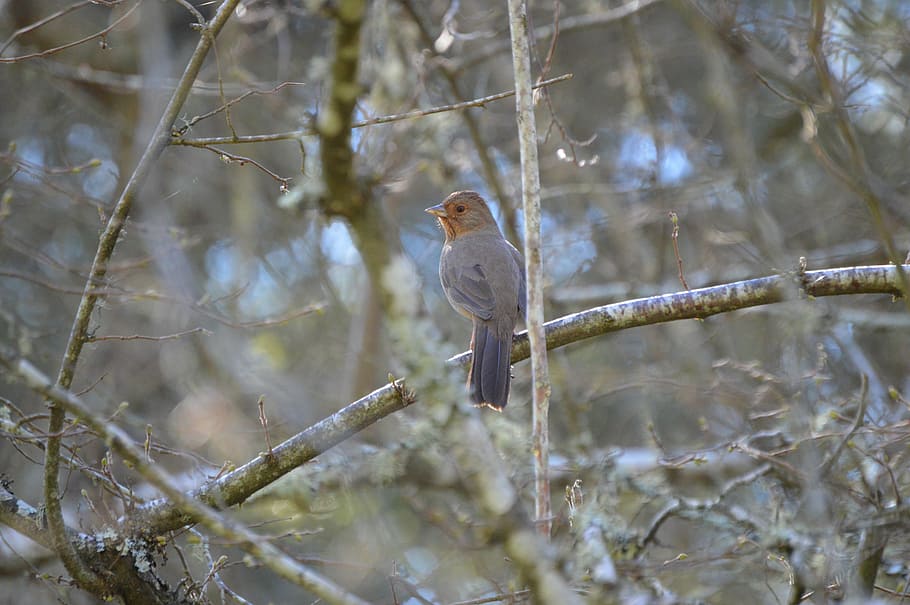 bird, tree, nature, branch, animal, animal themes, animal wildlife HD wallpaper