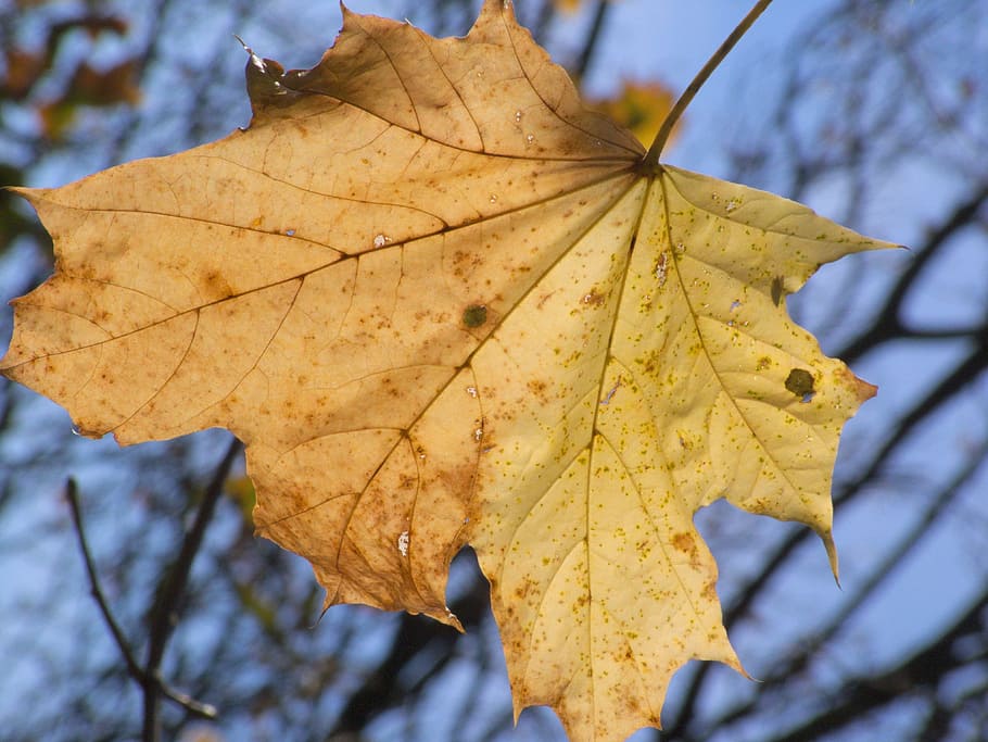 autumn, leaf, withered, blue, yellow, golden, plant part, change HD wallpaper
