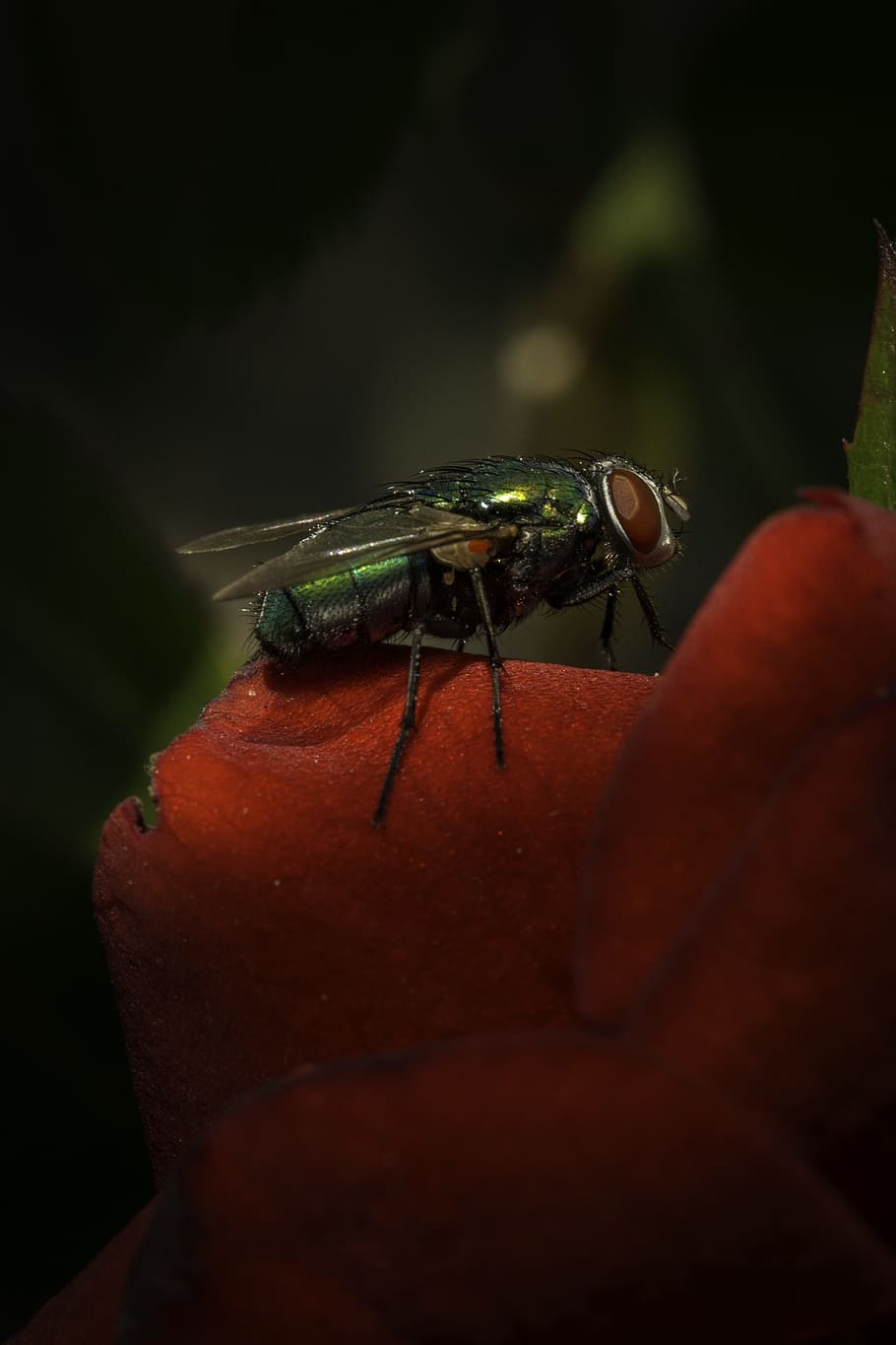 fly, green fly, nature, bug, macro, close-up, invertebrate HD wallpaper