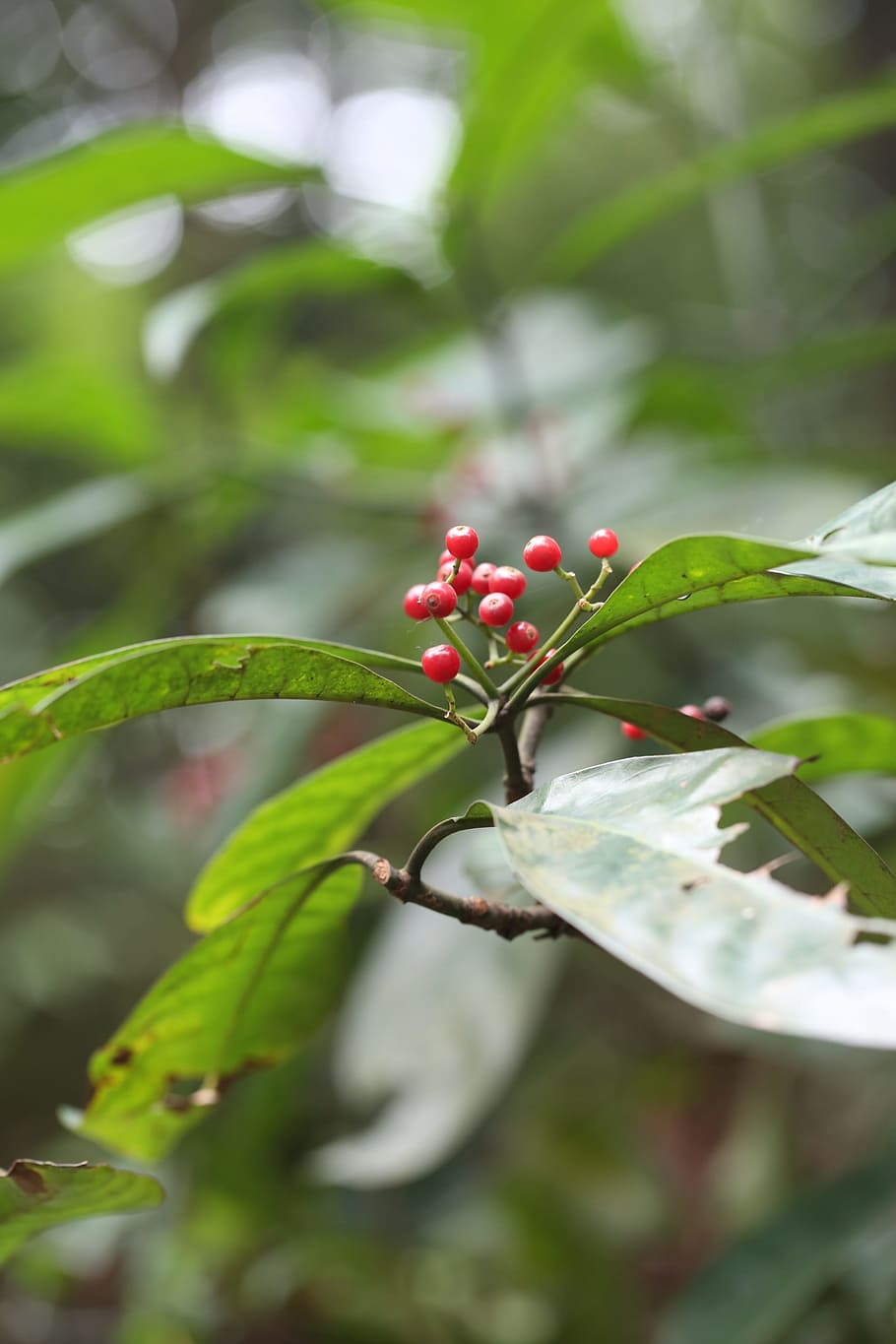 Flower, Spring, Plant, Nature, Grow, red, outdoor, life, color HD wallpaper