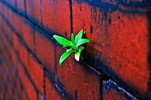 closeup of brick with sprout, background, block, wall, building HD wallpaper