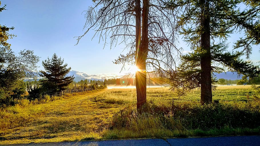 nature, tree, landscape, grass, outdoors, sunrise, montana HD wallpaper