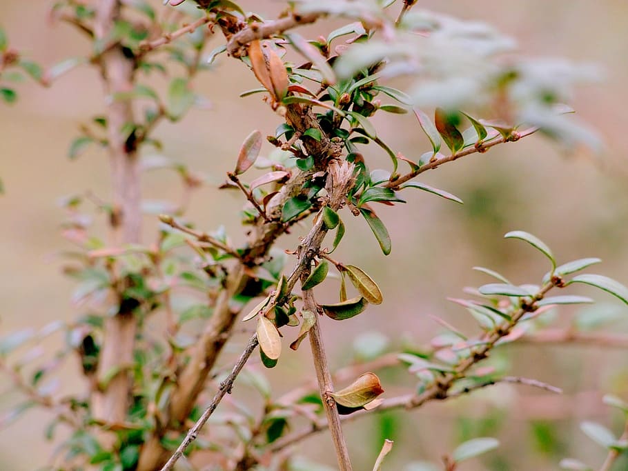 sheet, foliage, nature, bush, plant, growth, focus on foreground HD wallpaper