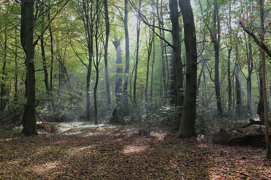 forest during daytime, germany, trees, woods, rays, crepuscular HD wallpaper