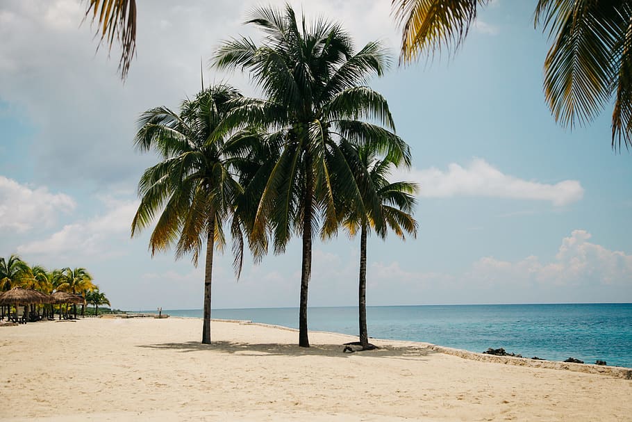 three palm tree near seashore, beach, idyllic, island, ocean HD wallpaper