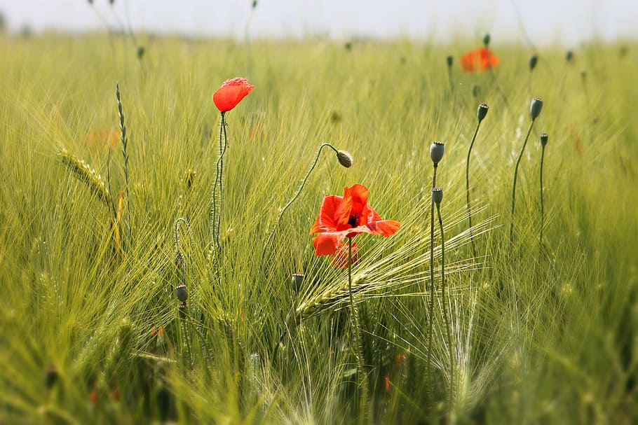 selective focus photography of red petaled flowers, Meadow HD wallpaper