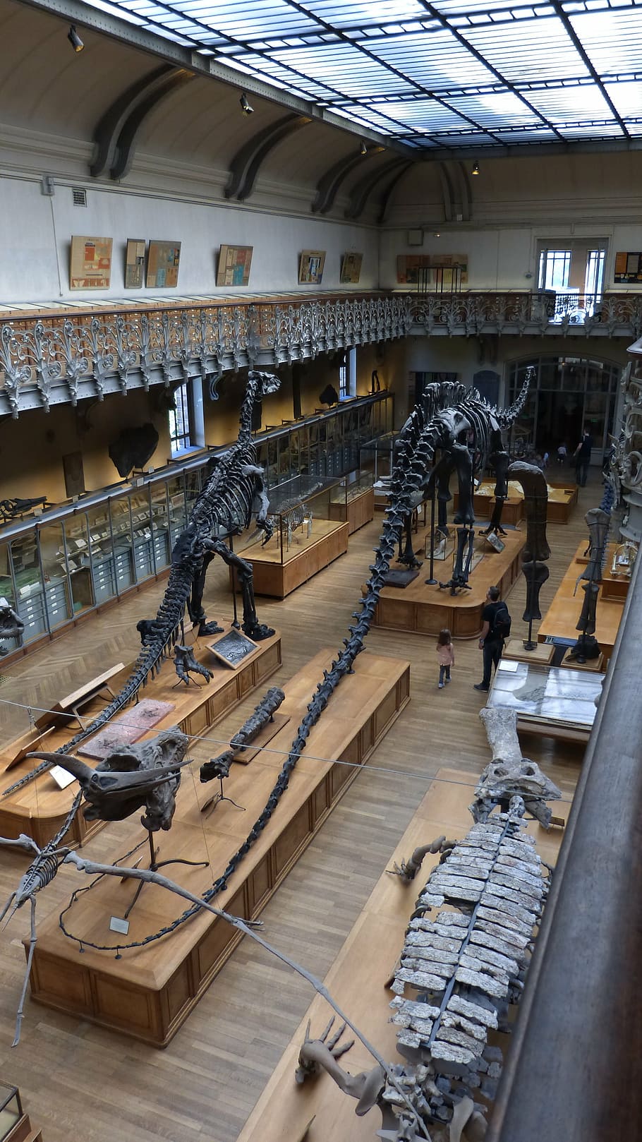 paris, museum, dinosaur, skeleton, bone, prehistoric times HD wallpaper