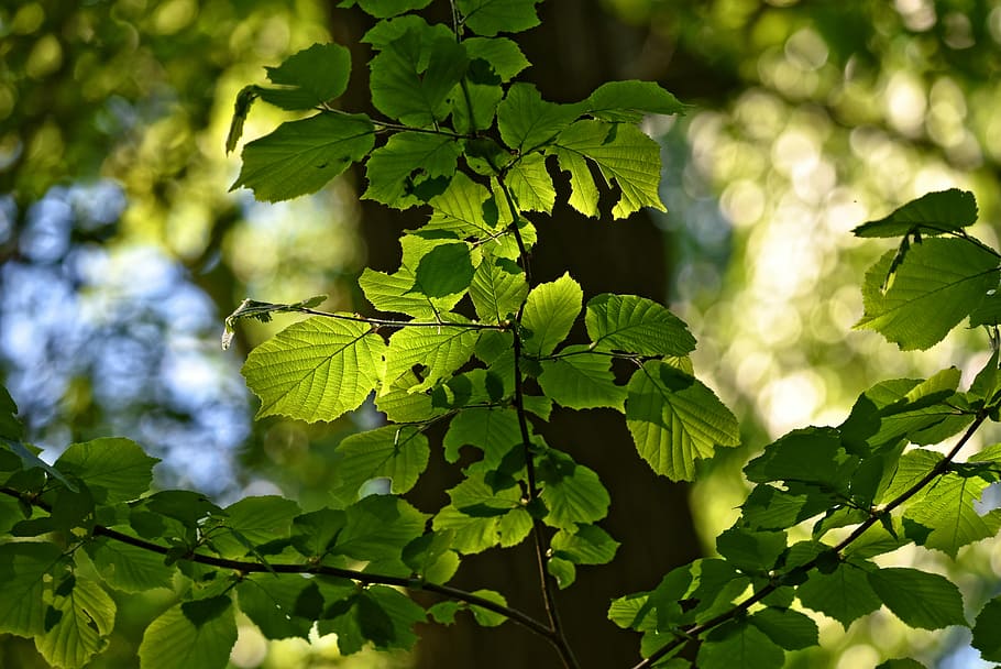 green leaf plant selective focus photography, foliage, leaves HD wallpaper