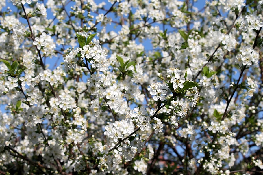 flower, tree, cherry, branch, flora, cherry tree, nature, blossom HD wallpaper
