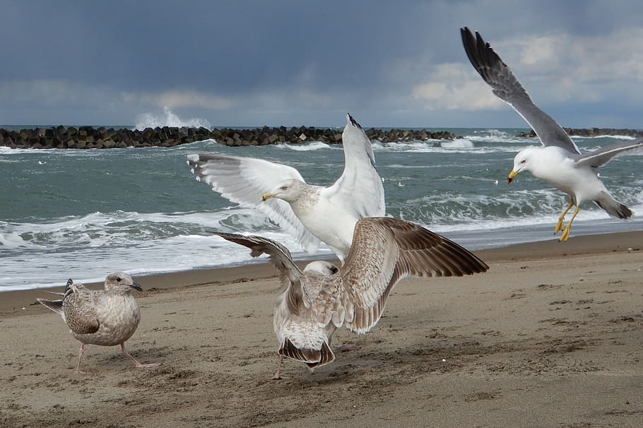 Animal, Sea, Beach, Wave, Sea Gull, seagull, seabird, wild animal HD wallpaper