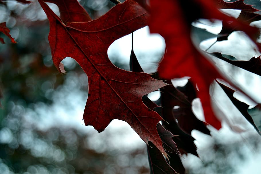 foliage, tree, red, autumn, nature, color, leaf, plant part HD wallpaper