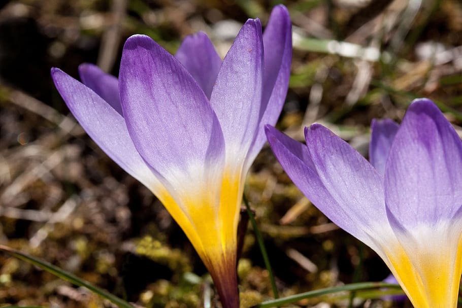 two purple-and-yellow flowers, crocus, wildform, schwertliliengewaechs HD wallpaper