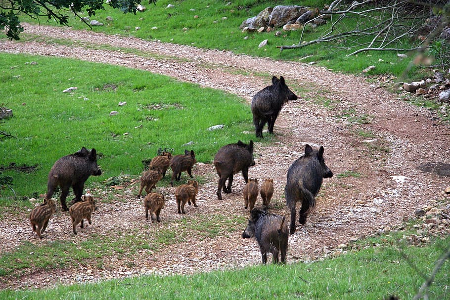 boars, field, piglets, animal themes, group of animals, mammal HD wallpaper