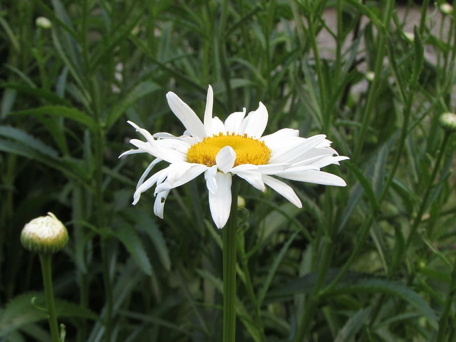 white, daisy, flower, nature, plant, bloom, summer, yellow HD wallpaper