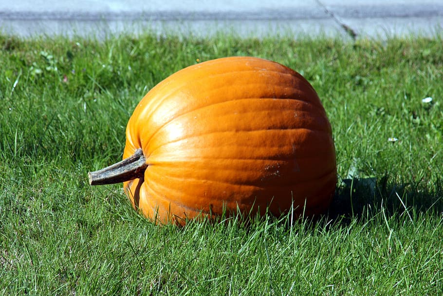 pumpkin, grass, meadow, green, landscape, nature, orange, eat HD wallpaper