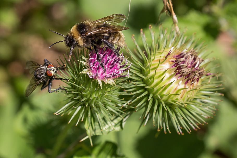 bee, fly, thistle flower, competition, close, macro, blossom, HD wallpaper