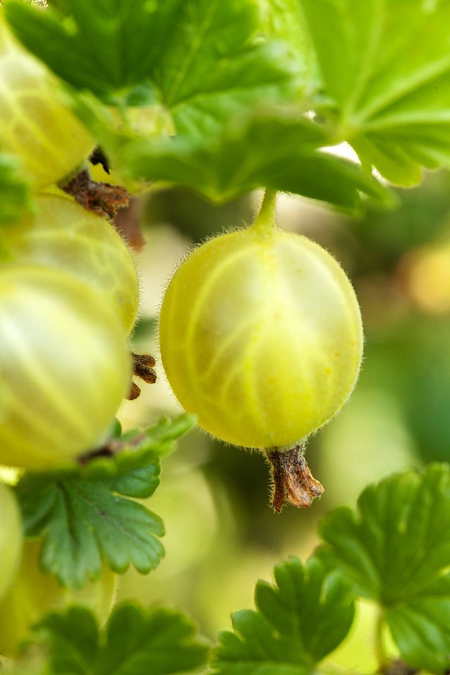 Top View of Star Gooseberry As a Background. Stock Image - Image of fruit,  bright: 119065375