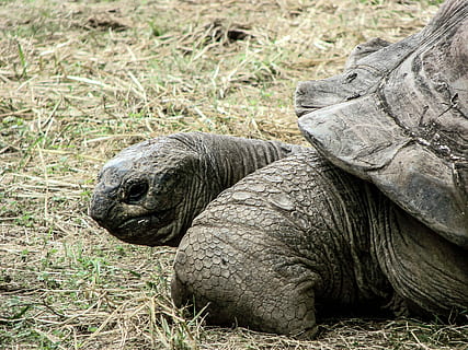 Shell, Reptile, Turtle, Animal, Wildlife, nature, tropical HD wallpaper