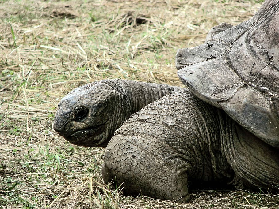 Shell, Reptile, Turtle, Animal, Wildlife, nature, tropical HD wallpaper
